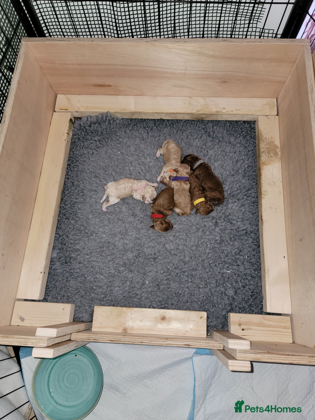 Maltipoo dogs for sale: F1b Maltipoo - Image 3