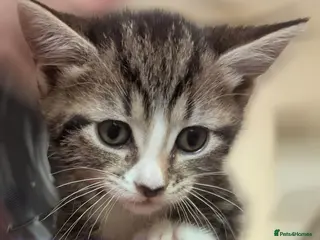 Mixed Breed cats 4x kitten's inc Dewormed & Deflead & microchipped - Advert 5