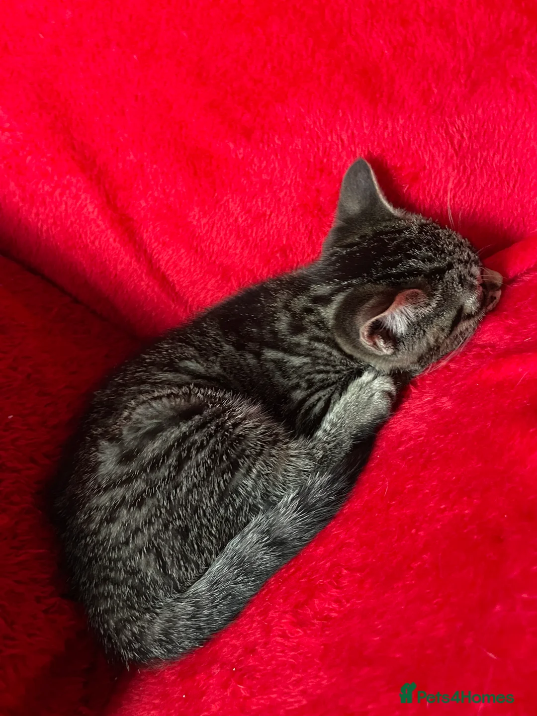 Mixed Breed cats for sale: 1 boy and 3 girls  - Advert 19