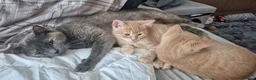 Domestic Shorthair cats for sale: Adorable Scottish mix Kittens 🐾 - Advert 13