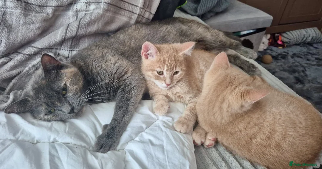 Domestic Shorthair cats for sale: Adorable Scottish mix Kittens 🐾 - Advert 13