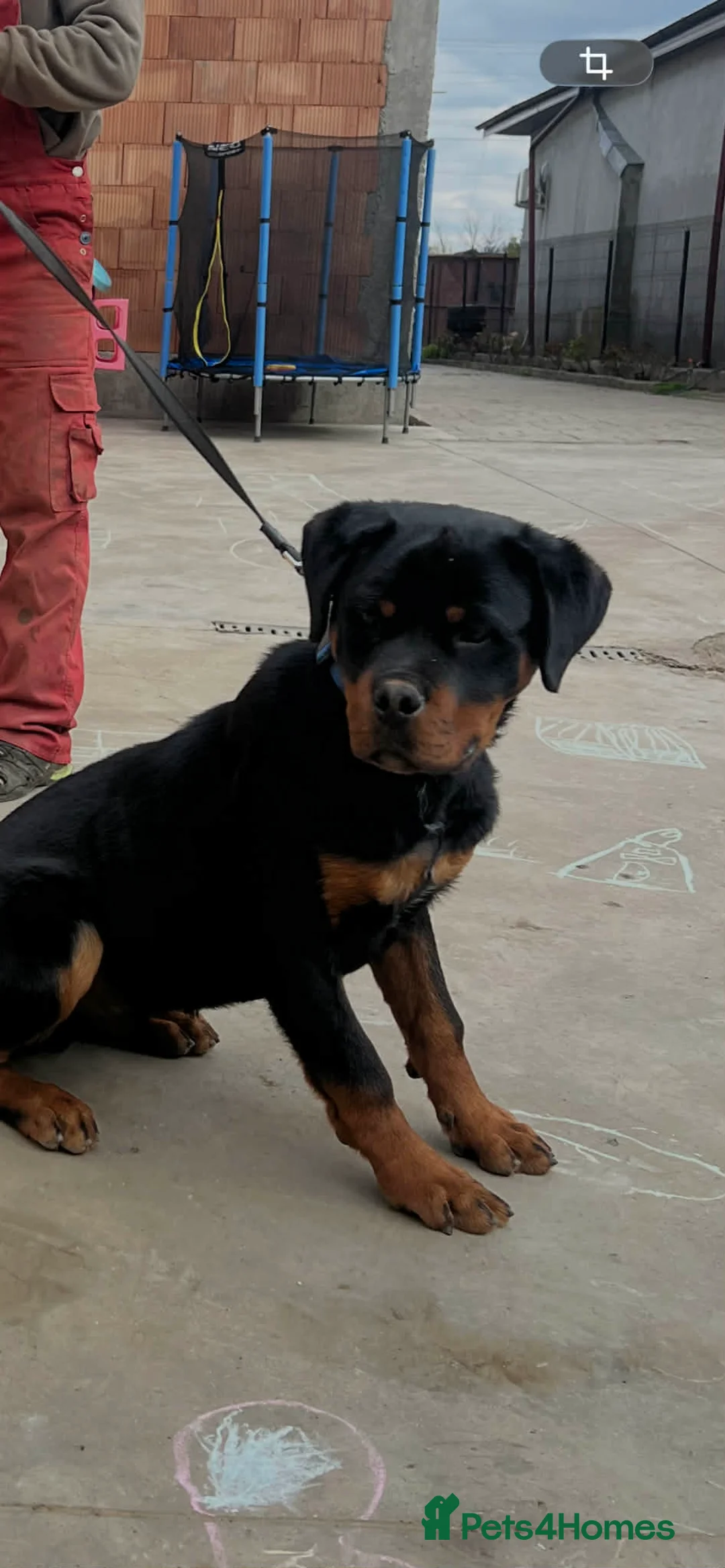 Rottweiler dogs for sale: KC ROTTWEILER  - Advert 1