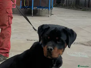 Rottweiler dogs KC ROTTWEILER - Advert 9
