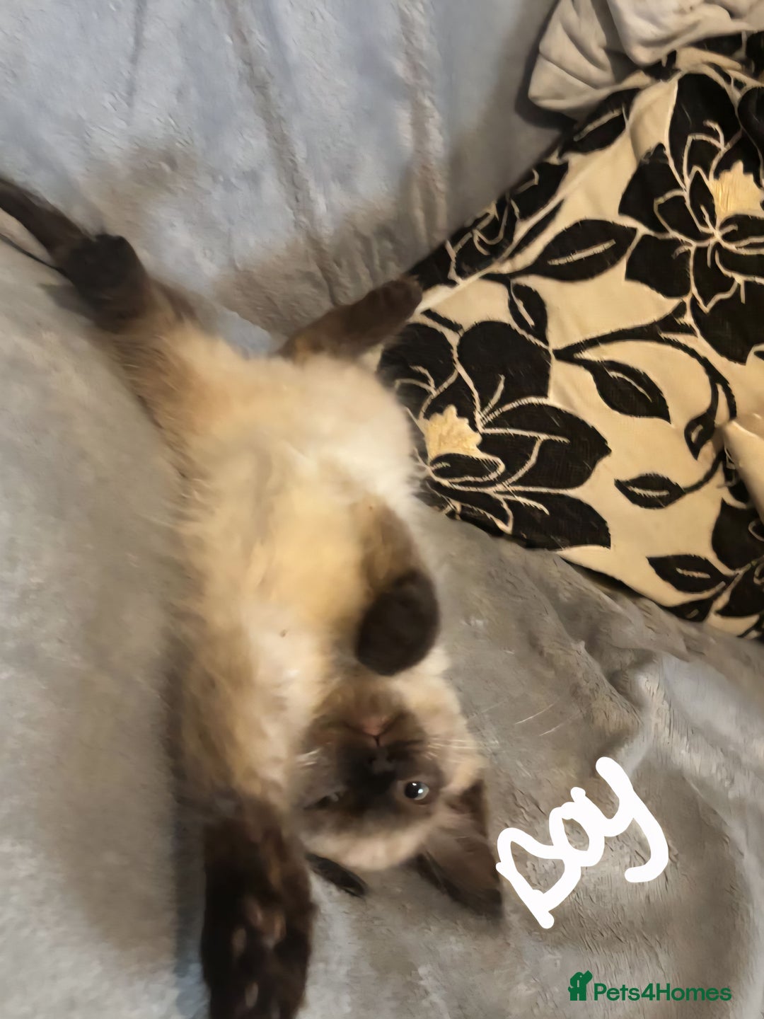 Ragdoll cats for sale: 6 gorgeous seal ragdoll kittens  - Image 7