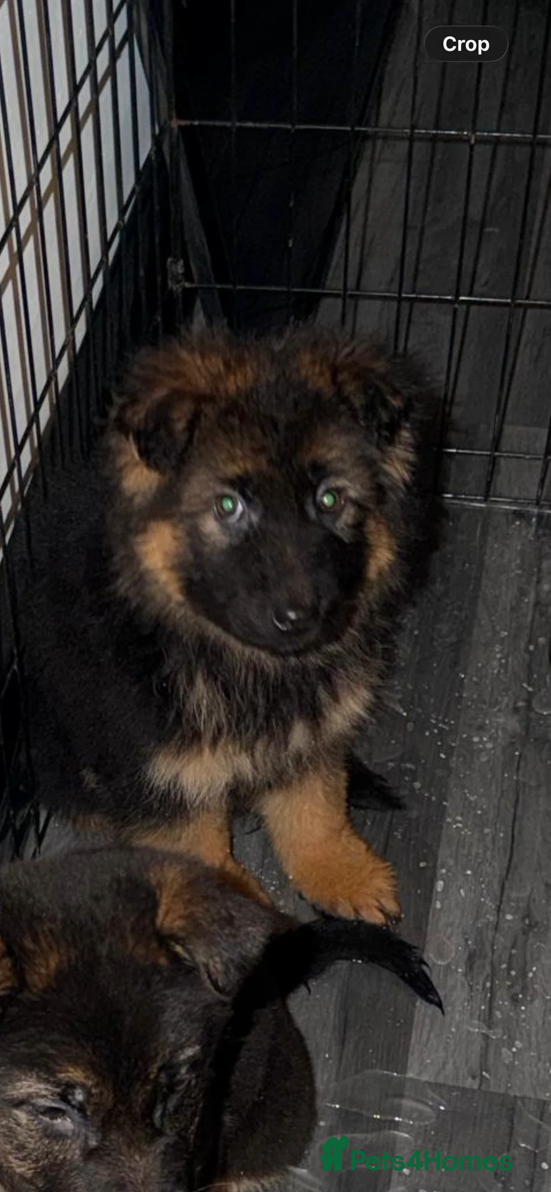 German Shepherd dogs for sale: German Shepard puppies  - Advert 6