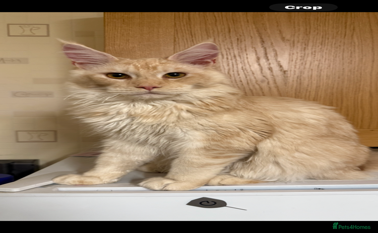Maine Coon cats - Advert 16