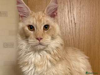 Maine Coon cats - Advert 17