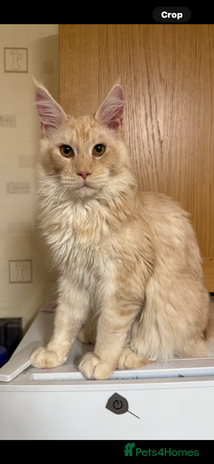 Maine Coon cats - Advert 5