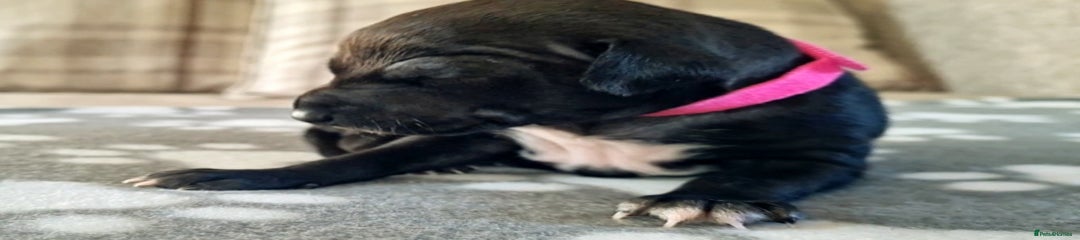 Italian Greyhound Puppy 2 (Rosie)