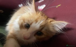 European cats for sale: Nice cat - Image 5