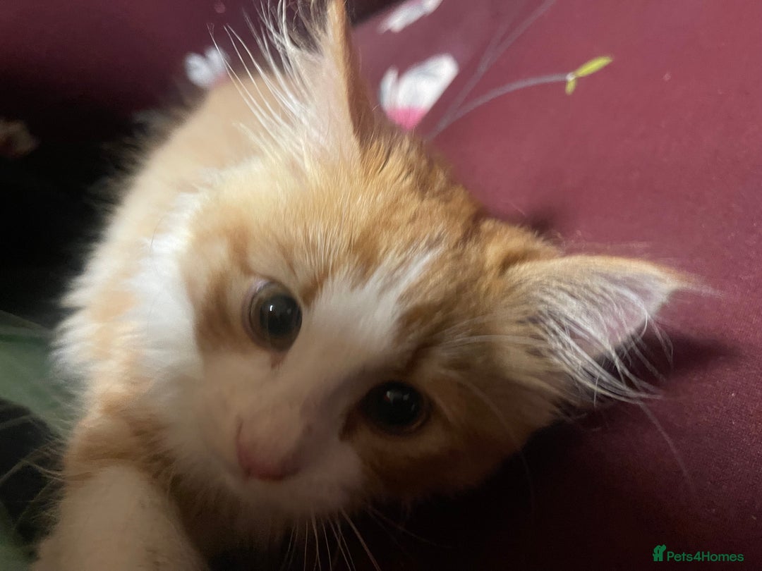 European cats for sale: Nice cat - Image 5