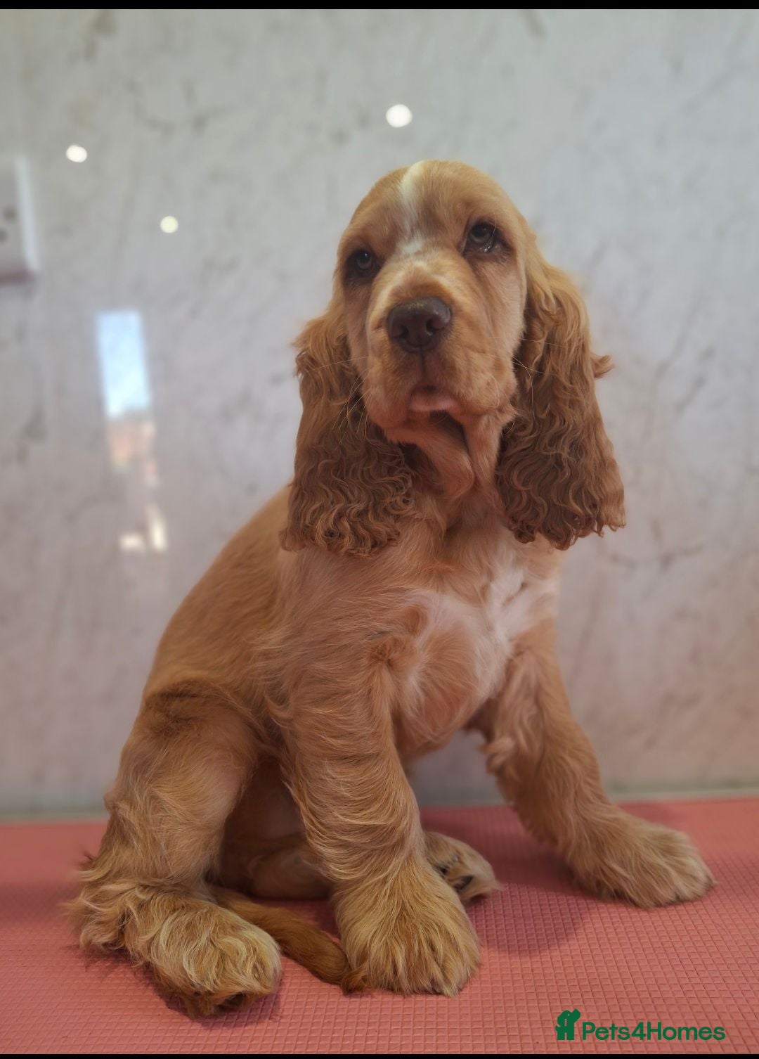 Cocker Spaniel dogs Simbawood Gold Cocker Spaniel - Advert 1