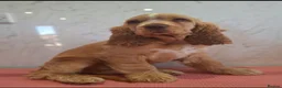 Cocker Spaniel dogs for sale: Simbawood Gold Cocker Spaniel - Advert 1