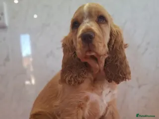 Cocker Spaniel dogs Simbawood Gold Cocker Spaniel - Advert 2