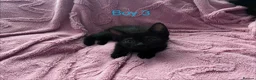 Mixed Breed cats for sale: 6 Black Kittens Ready to Leave! - Advert 12