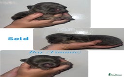 French Bulldog dogs for sale: Fluffy French Bulldog Puppies  - Image 10