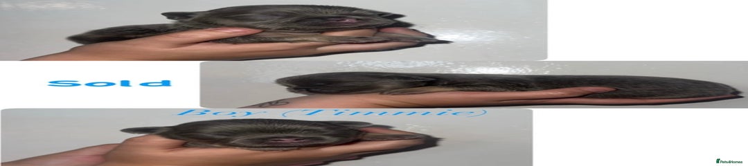 Timmie