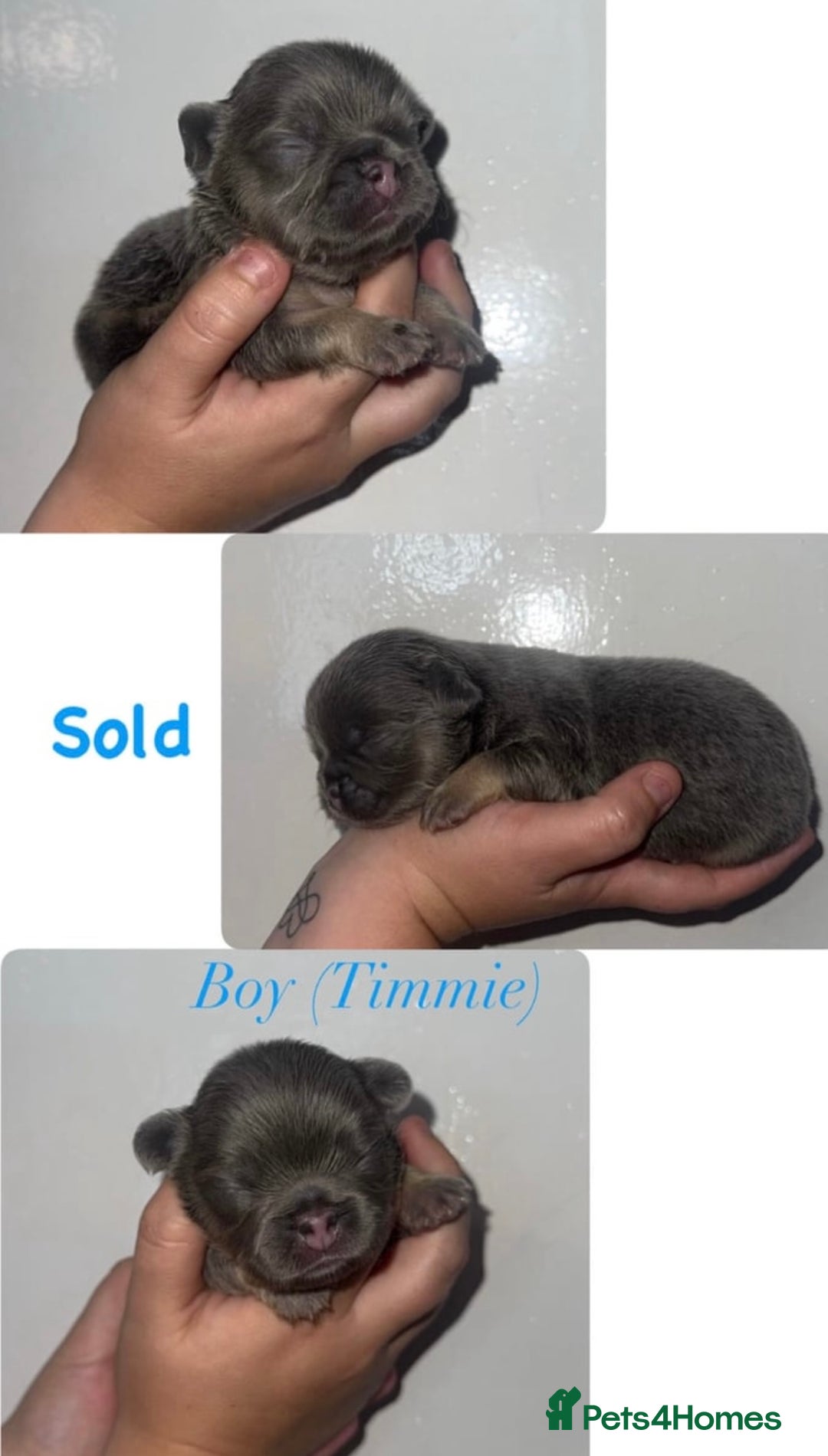 French Bulldog dogs for sale: Fluffy French Bulldog Puppies  - Image 10