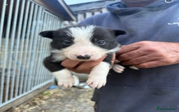 Border Collie dogs for sale: Border collie pups  - Image 16