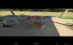 Mixed Breed dogs for sale: 2 female and 1 male dog for rehoming  - Advert 5