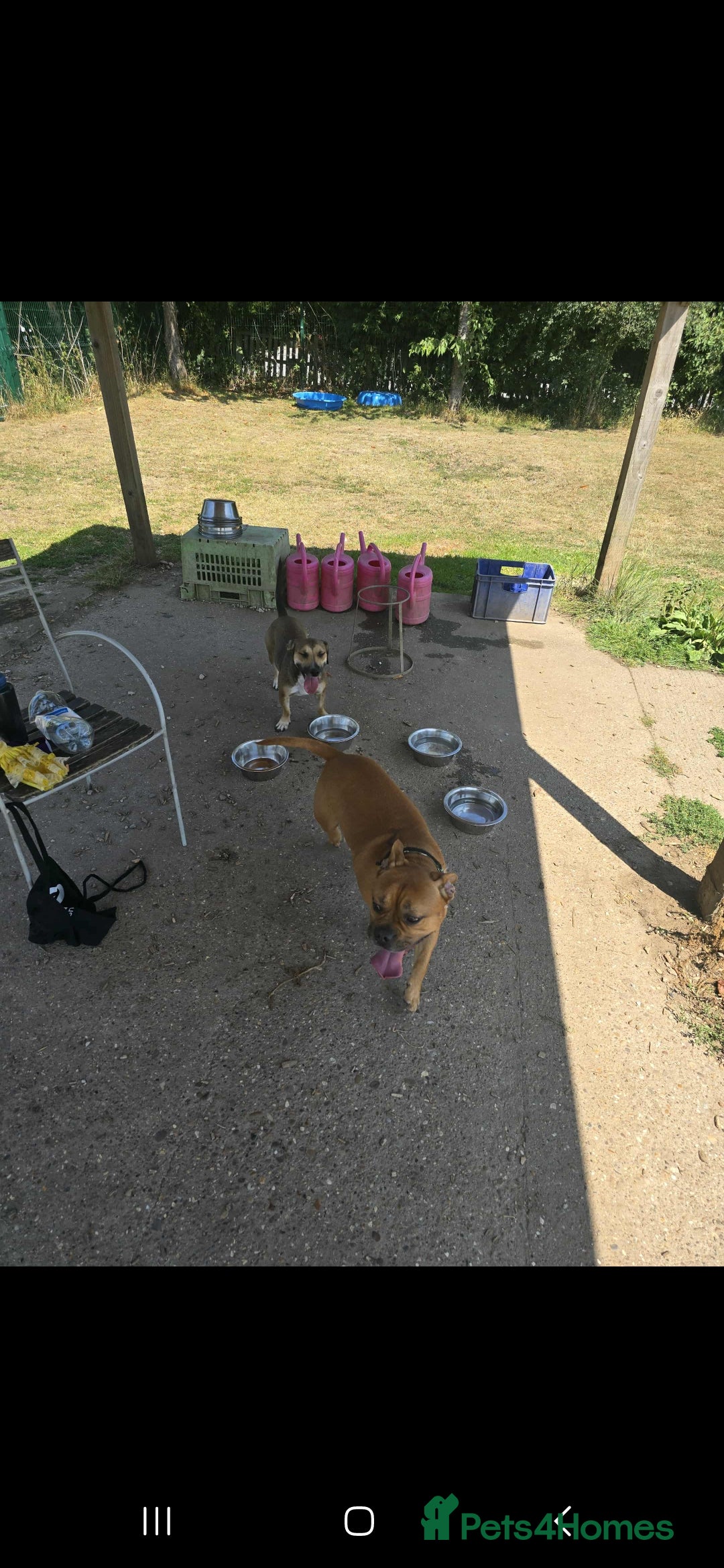 Mixed Breed dogs for sale: 2 female and 1 male dog for rehoming  - Advert 5