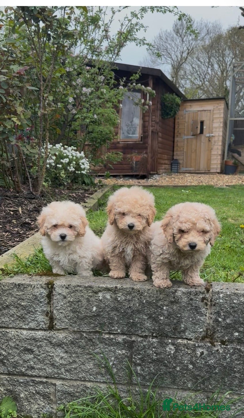 Poochon dogs Beautiful puppies  - Advert 1