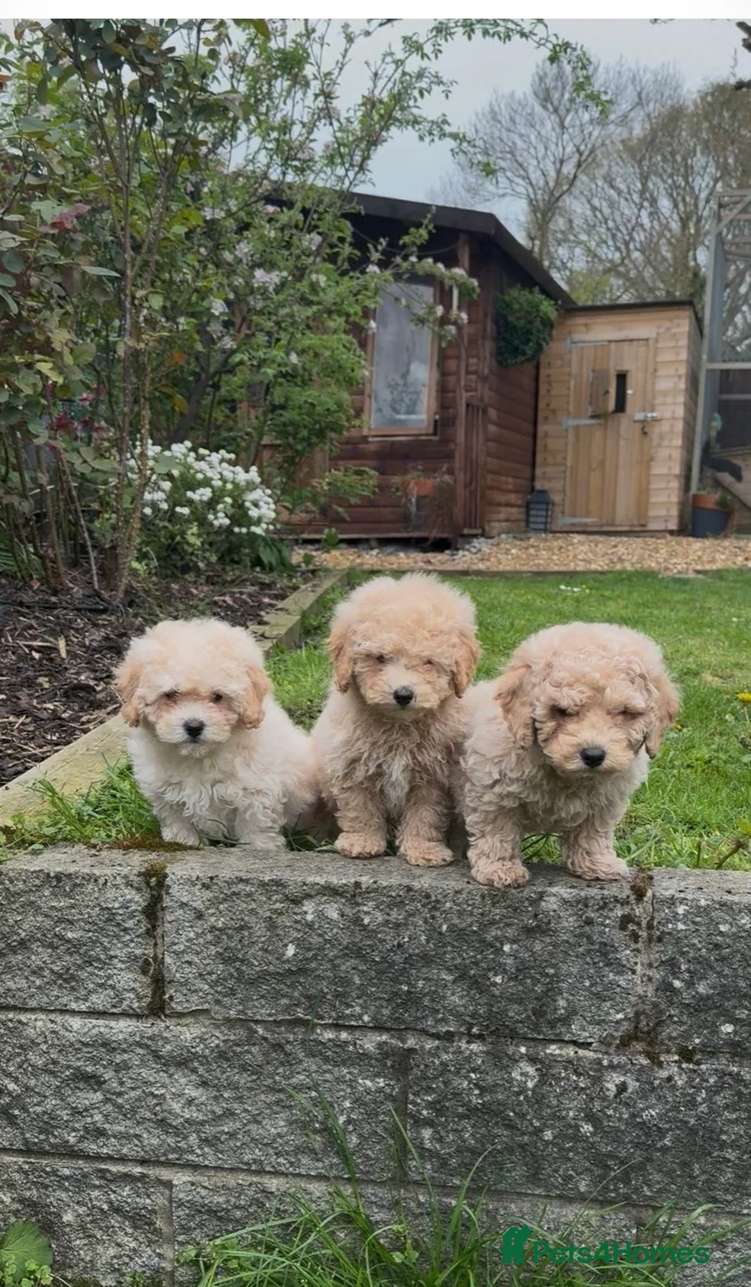 Poochon dogs for sale: Beautiful puppies  - Advert 1