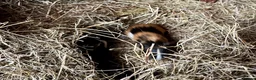 Guinea Pig rodents for sale: Baby Guinea Pigs for sale  - Advert 7