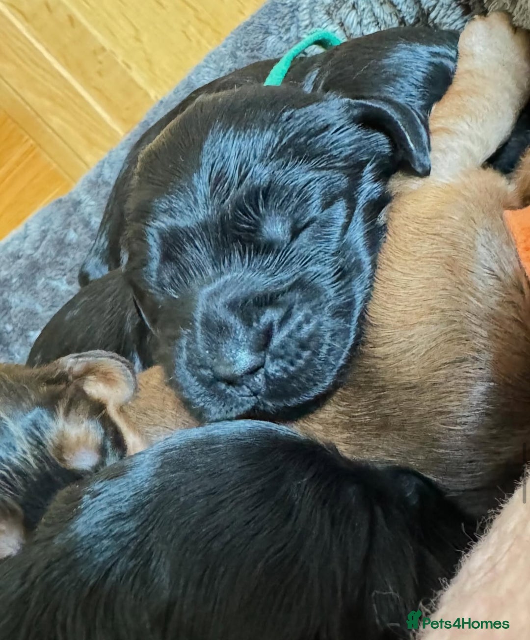 Cockapoo dogs for sale: F1 Show Type Cockapoo Puppies - Advert 2