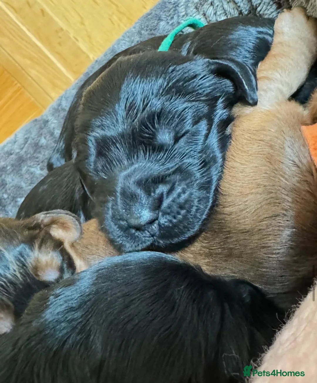 Cockapoo dogs for sale: F1 Show Type Cockapoo Puppies - Advert 2