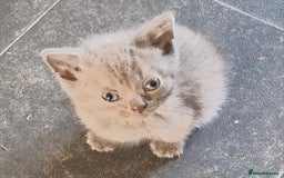 British Shorthair cats for sale: Very beautiful British Shorthair Kittens  - Image 1