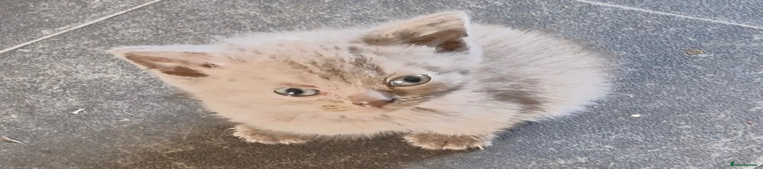 British Shorthair Kitten 2