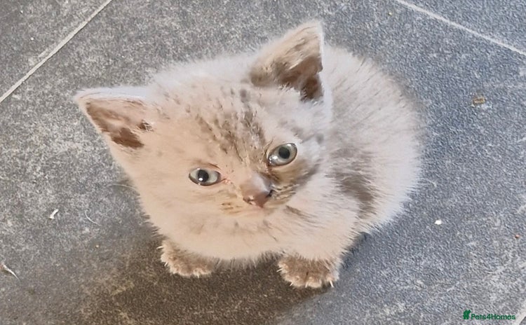British Shorthair cats - Advert 13
