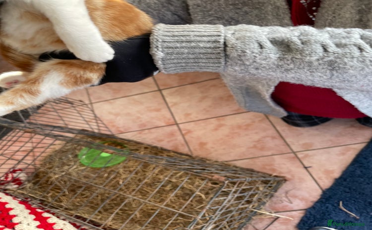 Mixed Breed cats Mixed rescue kittens  - Advert 9