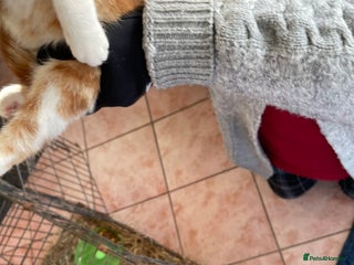 Mixed Breed cats Mixed rescue kittens - Advert 1