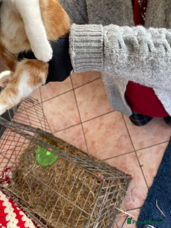 Mixed Breed cats Mixed rescue kittens - Advert 1