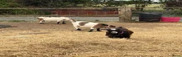Goats livestock for sale: 4 pigmy nanny’s in kid for sale 1 with kid - Advert 4