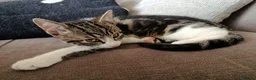 Mixed Breed cats for sale: Two Adorable Kittens Looking for Home!  - Advert 7