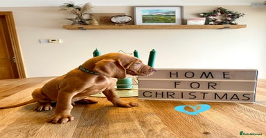 Hungarian Vizsla dogs Hungarian Vizsla Puppies  - Advert 13