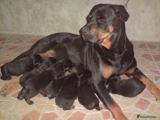 Rottweiler dogs Lovely Rottweiler Puppies Loyal Family Companions - Advert 1