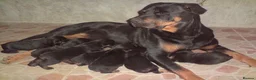 Rottweiler dogs for sale: Lovely Rottweiler Puppies Loyal Family Companions in Banbridge - Advert 1