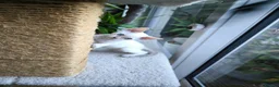 Devon Rex cats for sale: Devon Rex point💙blue eyes💙 - Advert 13