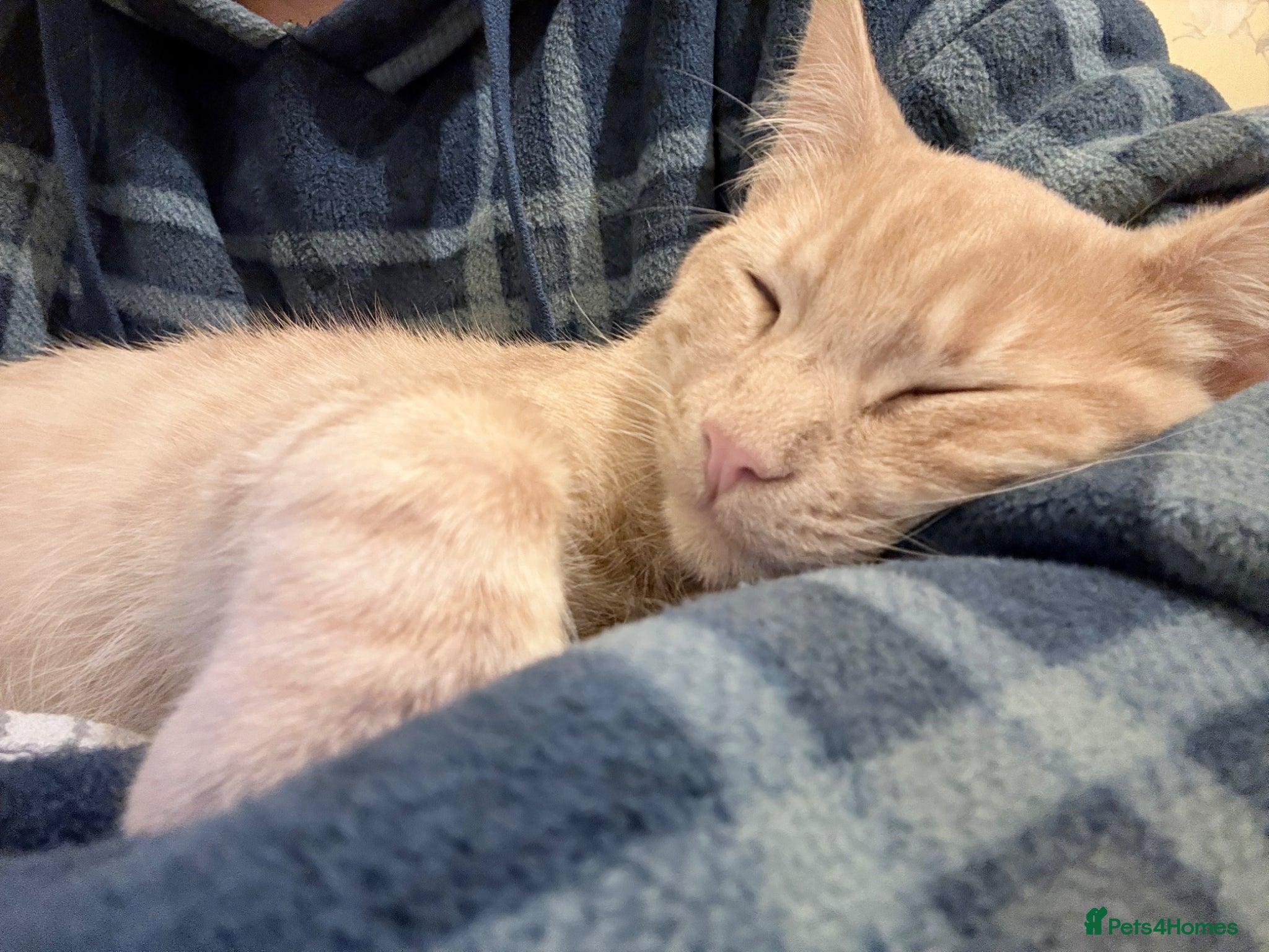 Mixed Breed cats 6mnth old kitten - Advert 2