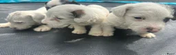 Jack Russell dogs for sale: 4 Jack Russel puppy s in Exeter - Advert 5