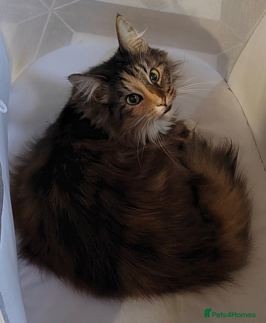 Norwegian Forest Cat cats Norwegian Forest Cat Female 10yrs - Advert 2