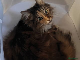 Norwegian Forest Cat cats Norwegian Forest Cat Female 10yrs - Advert 5
