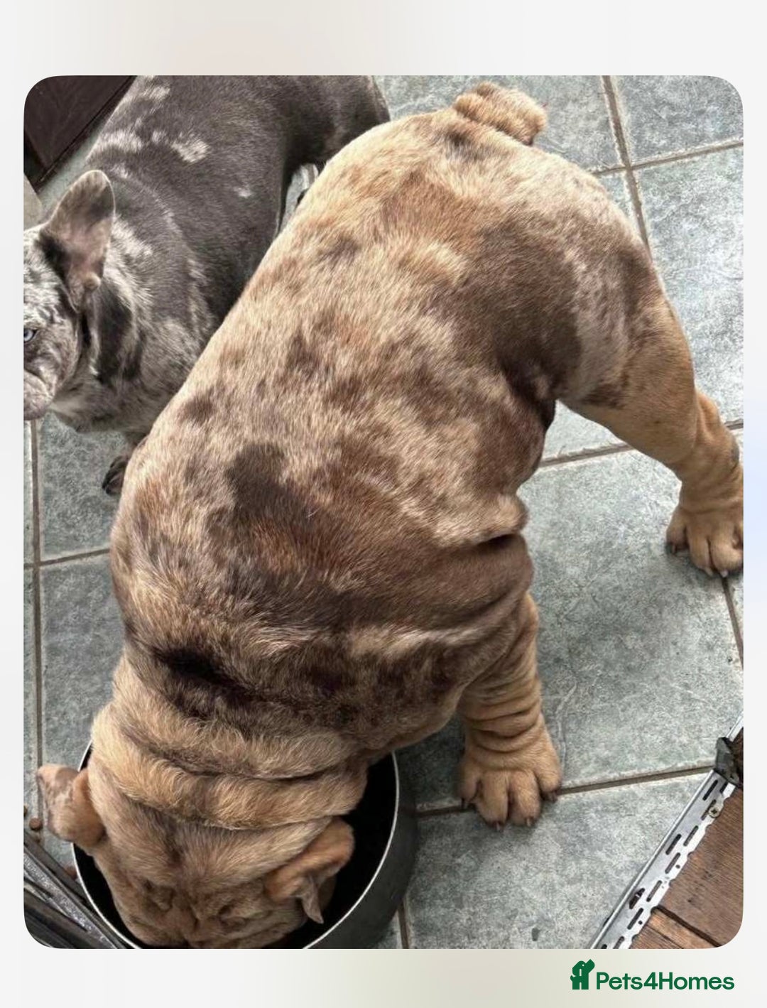 English Bulldog dogs for sale: World class English bulldogs / reduced  - Image 14