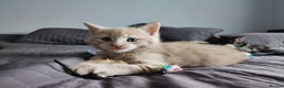 Mixed Breed cats for sale: 🐾 Affectionate Maine Coon Mix Kittens for Sale 🐾 - Advert 26