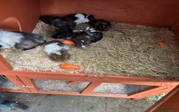 Guinea Pig rodents for sale: 8 week old and 10month old boys and girls - Image 8
