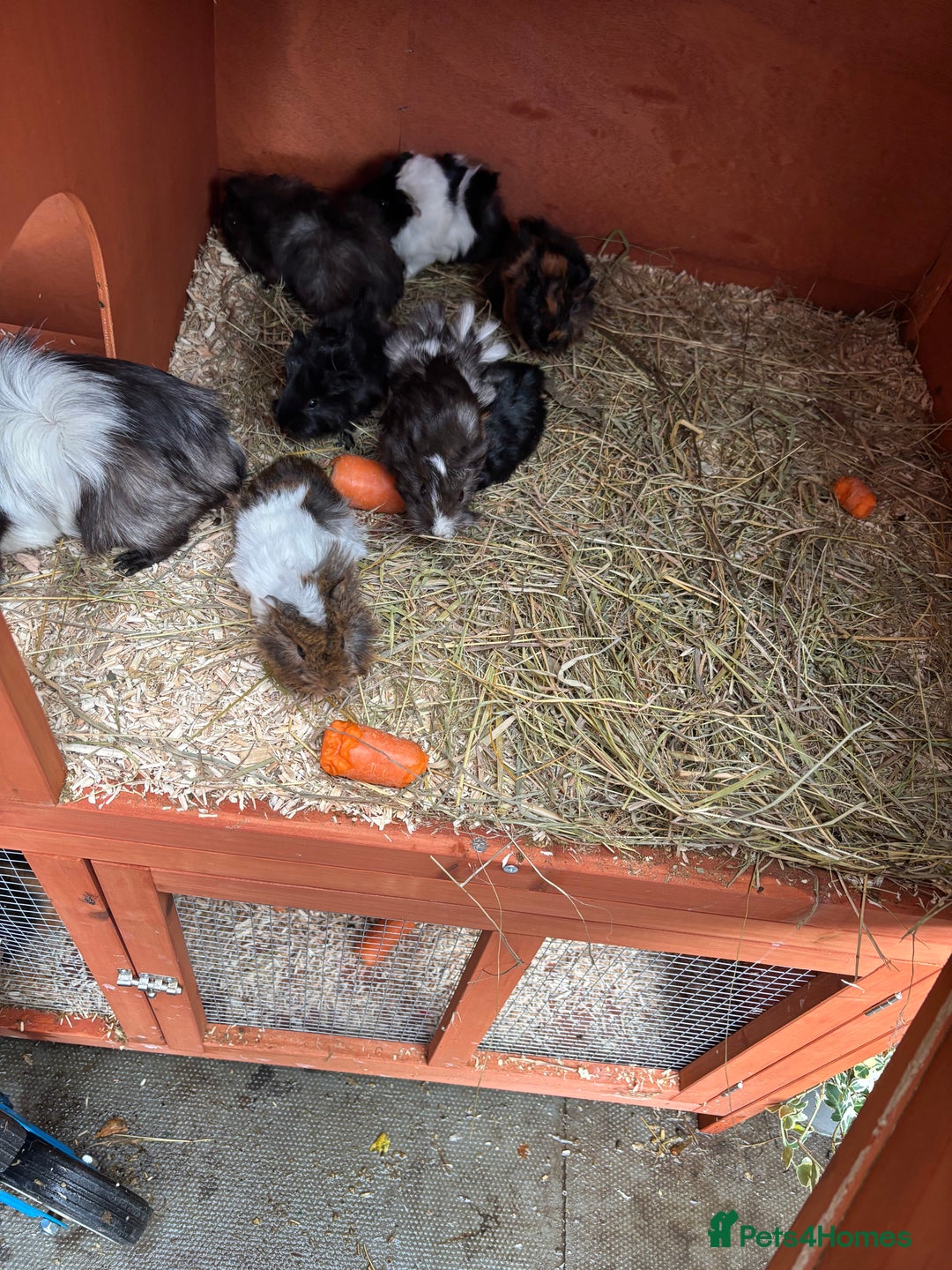 Guinea Pig rodents for sale: 8 week old and 10month old boys and girls - Image 8